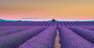 Europe South France Monaca - ทัวร์ยุโรป พรีเมี่ยม ฝรั่งเศสใต้ โมนาโก ชมทุ่งลาเวนดอร์ 1 ปีมีเพียงครั้งเดียว
