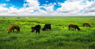 China Inner Mongolia Ordos Grassland Huanghe Grand Canyon - ทัวร์จีน มองโกเลียใน ทุ่งหญ้าออร์ดอส หุบเขาแกรนด์แคนยอนแม่น้ำฮวงโห