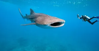  Philippines Cebu Oslob Bohol - ทัวร์ฟิลิปปินส์ เซบู ออสลอบ โบฮอล ว่ายน้ำชมฉลามวาฬ