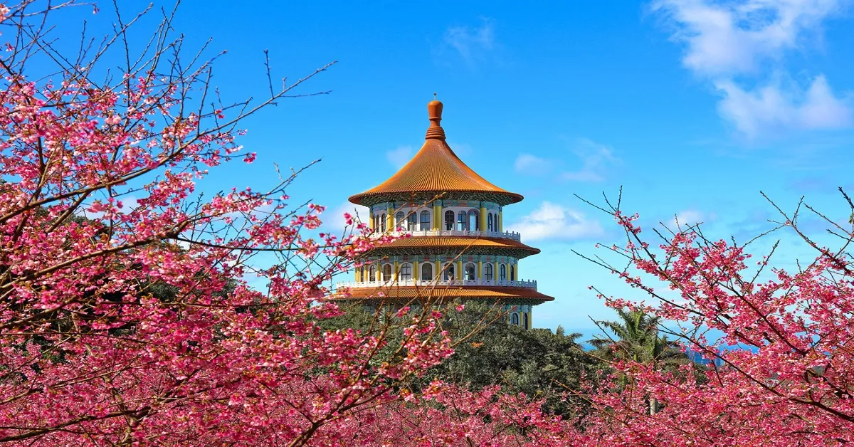 ทัวร์ไต้หวัน ไทเป จีหลง ชมซากุระ วัดเทียนหยวน หมู่บ้านประมงเจิ้งปิง