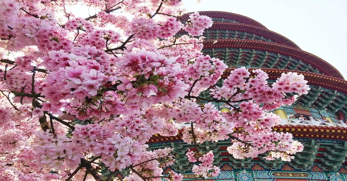 Taiwan Taipei Sakura Formosan Aboriginal Culture Village -  ทัวร์ไต้หวัน  ไทเป ชมซากุระและนั่งกระเช้าสู่หมู่บ้าน 9 ชนเผ่า