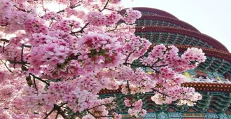 Taiwan Taipei Sakura Formosan Aboriginal Culture Village -  ทัวร์ไต้หวัน  ไทเป ชมซากุระและนั่งกระเช้าสู่หมู่บ้าน 9 ชนเผ่า