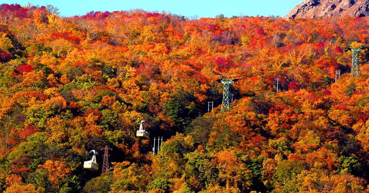 Japan Hokkaido Hakodate Sapporo Autumn - ทัวร์ญี่ปุ่น ฮอกไกโด ฮาโกดาเตะ ซัปโปโร นั่งกระเช้าชมวิวเมืองฮาโกดาเตะและชมใบไม้เปลี่ยนสี 