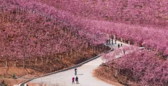 China Kunming Dali Lijiang Shangri-La Jade Dragon Snow Mountain Sakura - ทัวร์จีน คุนหมิง ต้าหลี่ ลี่เจียง แชงกรีล่า ชมซากุระบานสะพรั่งที่หุบเขาหยีเหลียงและภูเขาหิมะมังกรหยก (ไม่ลงร้าน)