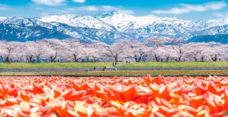 Japan Tokyo Nagoya Takayama Fuji Sakura - ทัวร์ญี่ปุ่น โตเกียว นาโกย่า ทาคายาม่า ฟูจิ ชมดอกไม้บานที่สวนอาซาอิฟูนะคาวะและชมซากุระสวนสาธารณะโออิเดะท่านกลางเทือกเอลป์