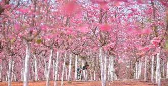 ทัวร์จีน คุนหมิง โหลวผิง ชมซากุระอี้เหลียง (ลงร้าน)