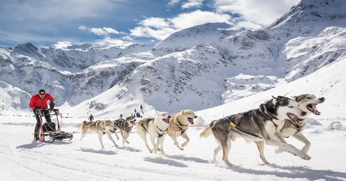 Mongolia Russia Ulaanbaatar Ulan Ude - ทัวร์มองโกเลีย รัสเซีย อูลานบาตอร์ อูลานอูเด้ นั่งสุนัขลากเลื่อนบนทะเลสาบน้ำแข็งและชมอุทยานป้าสนสก็อต