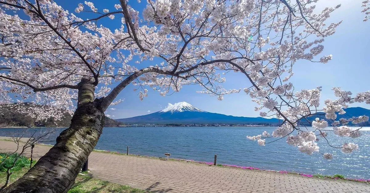 Japan Osaka Tokyo Kyoto Kawaguchiko -  ทัวร์ญี่ปุ่น โอซาก้า เกียวโต โตเกียว ชมซากุระริมทะเลสาบคาวากูจิโกะ (อิสระ 1 วัน) 