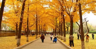 ทัวร์จีน ฉงชิ่ง รถไฟทะลุตึก ถนนแปะก๊วย (อิสระ 1วัน + ไม่ลงร้าน)