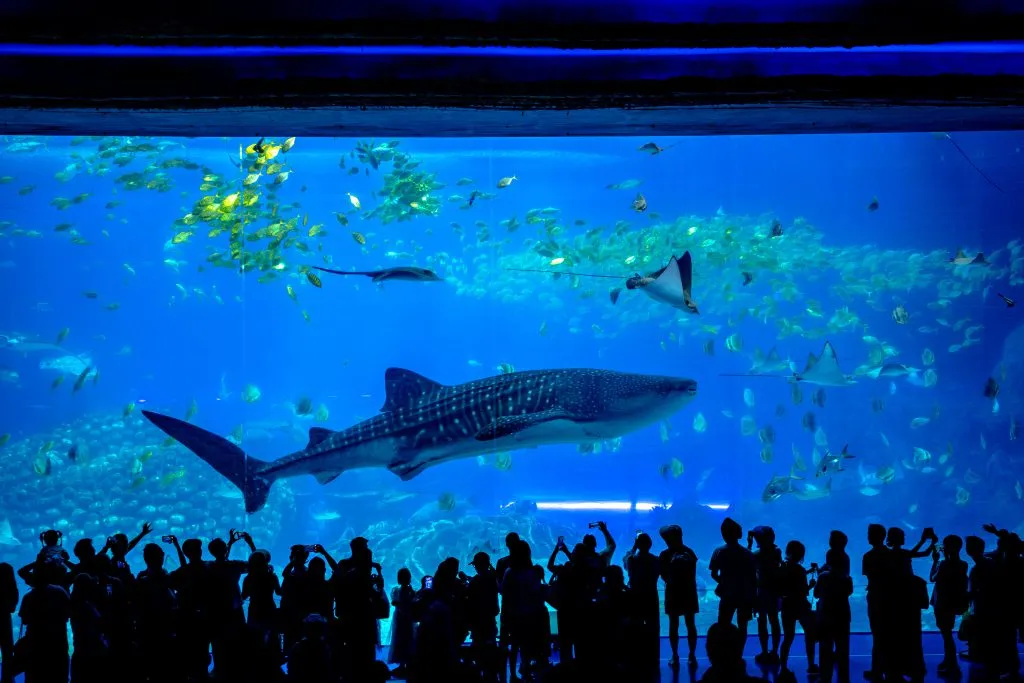 ทัวร์จีน กวางเจา จูไห่ สวนสนุกฉางหลง โอเชี่ยน คิงดอม (ลงร้าน) 