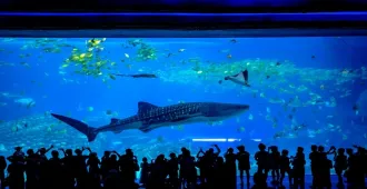 ทัวร์จีน กวางเจา จูไห่ สวนสนุกฉางหลง โอเชี่ยน คิงดอม (ลงร้าน) 