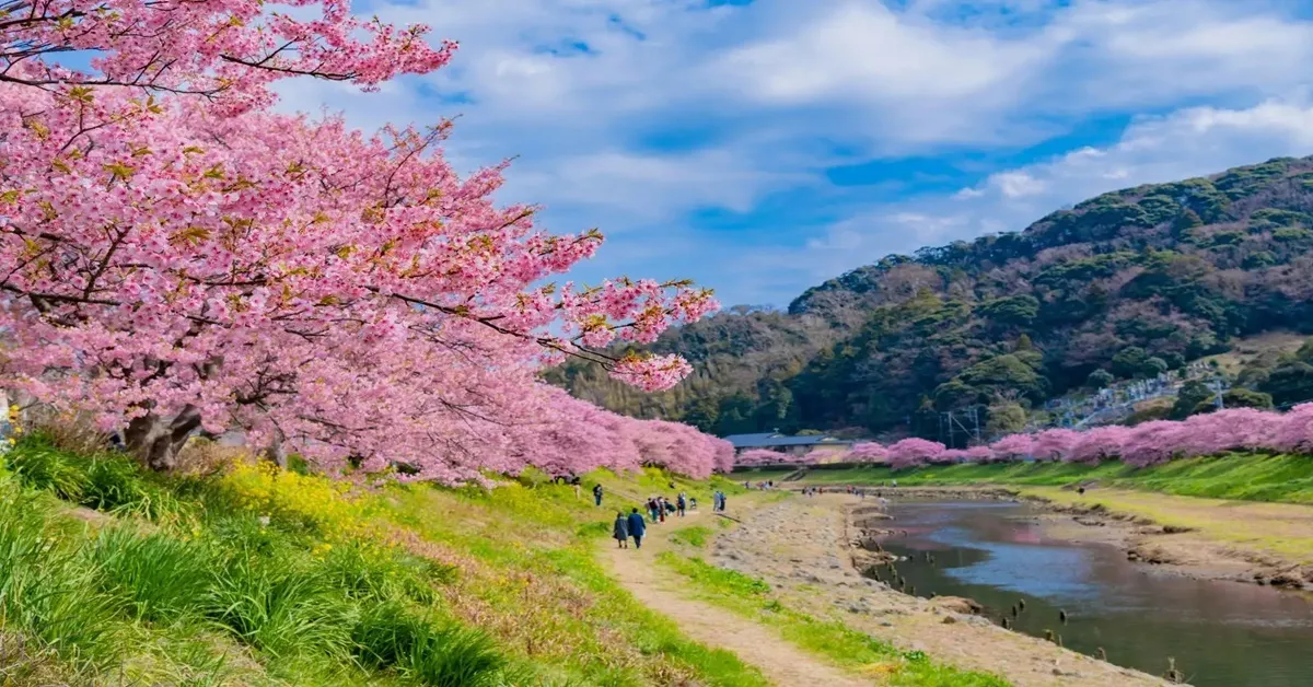 ทัวร์ญี่ปุ่น โตเกียว คามาคุระ เอโนะชิมะ ยามานาชิ นาริตะ ชมเทศกาลคาวาสึซากุระ 