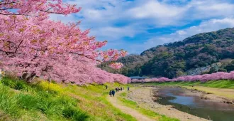 ทัวร์ญี่ปุ่น โตเกียว คามาคุระ เอโนะชิมะ ยามานาชิ นาริตะ ชมเทศกาลคาวาสึซากุระ 