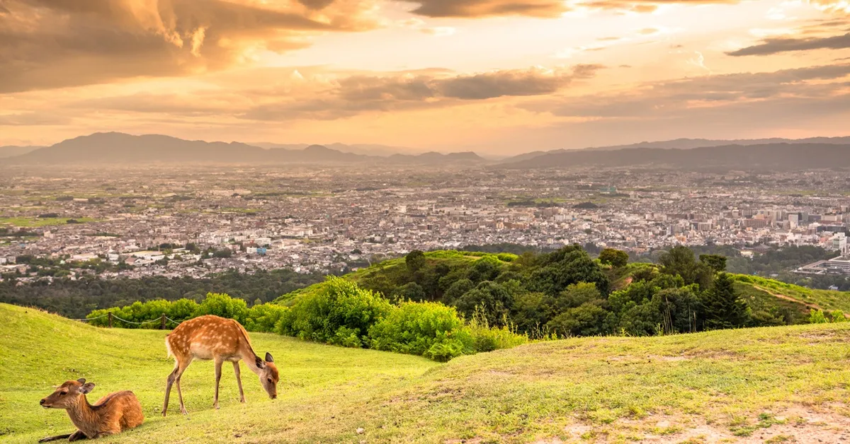ทัวร์ญี่ปุ่น โอซาก้า เกียวโต นารา อาราชิยาม่า ชมภูเขาวากาคุสะ (อิสระ 1 วัน) 