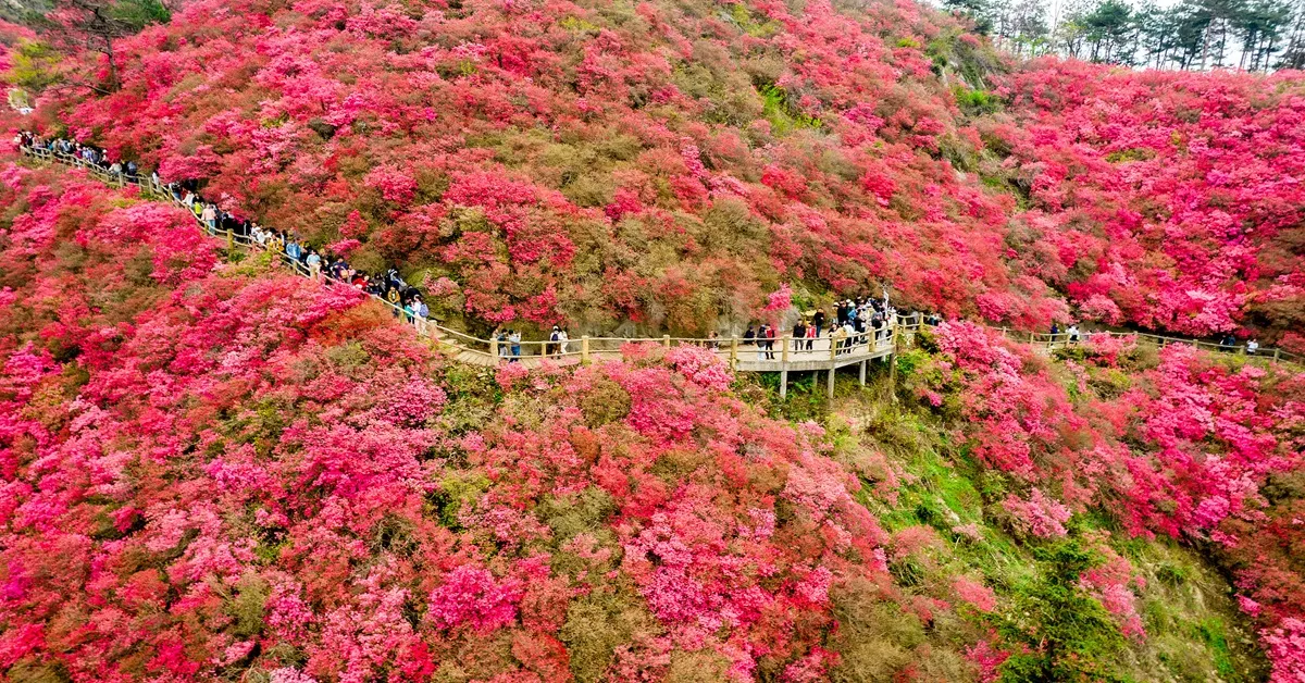 ทัวร์จีน เฉิงตู กวงอู้ซาน ชมดอกอาซาเลียบานสะพรั่งนับหมื่นลี้ (ไม่ลงร้าน)