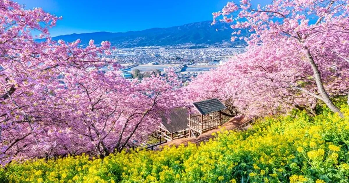 ทัวร์ญี่ปุ่น โตเกียว ฟูจิ นาริตะ ลานสกี มัตสึดะซากุระ ดิสนีย์แลนด์ (อิสระ 1 วัน)