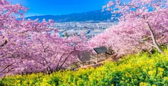 ทัวร์ญี่ปุ่น โตเกียว ฟูจิ นาริตะ ลานสกี มัตสึดะซากุระ ดิสนีย์แลนด์ (อิสระ 1 วัน)