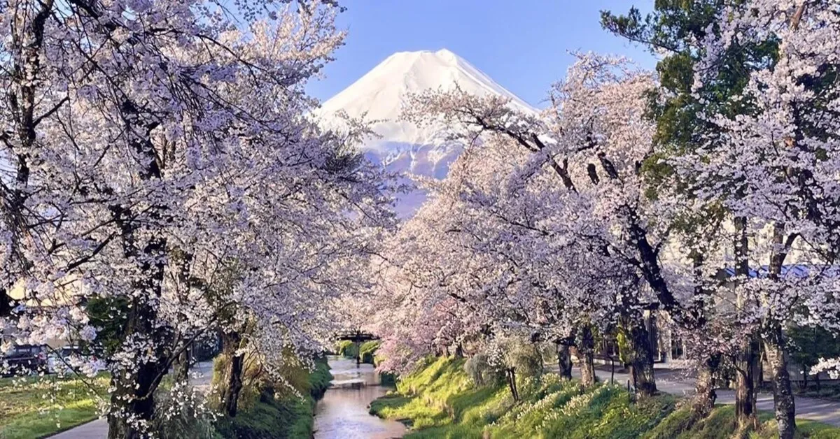 ทัวร์ญี่ปุ่น โตเกียว ฟูจิ อิบารากิ ชมซากุระ ดิสนีย์แลนด์ (อิสระ 1 วัน)