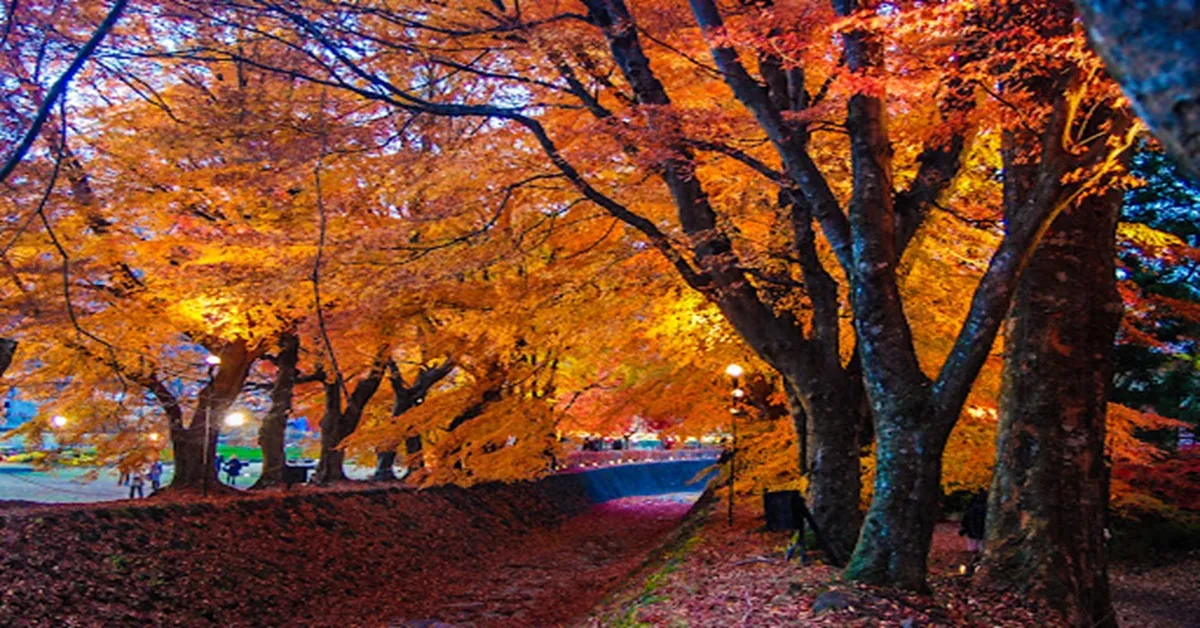 ทัวร์ญี่ปุ่น โตเกียว ชมใบไม้เปลี่ยนสีอุโมงค์ใบเมเปิ้ล  เช็คอินสวนเมจิ จิงกู ไกเอ็น  