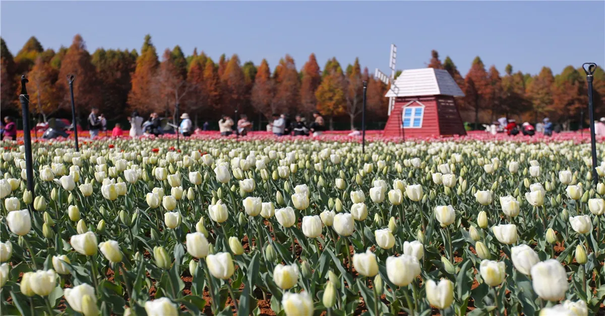 ทัวร์จีน คุนหมิง พิชิตภูเขาหิมะเจี้ยวจือ ชมดอกทิวลิป ณ สวนลาวหยูเหอ (ลงร้าน) 