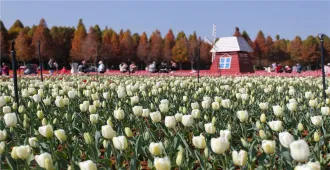 ทัวร์จีน คุนหมิง พิชิตภูเขาหิมะเจี้ยวจือ ชมดอกทิวลิป ณ สวนลาวหยูเหอ (ลงร้าน) 