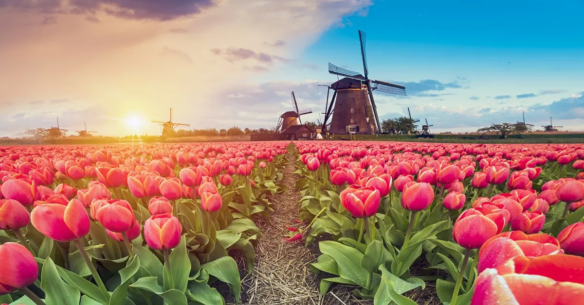 Benelux Nederland Belgium France Keukenhof Garden - ทัวร์เบเนลักซ์ เนเธอร์แลนด์ เบลเยียม ฝรั่งเศส สวนเคอเคนฮอฟ