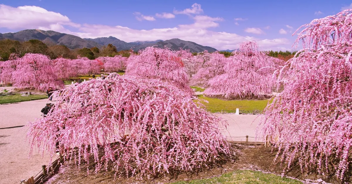 ทัวร์ญี่ปุ่น เรียล เรียล โอซาก้า เกียวโต ทาคายาม่า โอกาซากิ ชมซากุระเเละงานประดับไฟฤดูหนาว