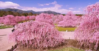 ทัวร์ญี่ปุ่น เรียล เรียล โอซาก้า เกียวโต ทาคายาม่า โอกาซากิ ชมซากุระเเละงานประดับไฟฤดูหนาว