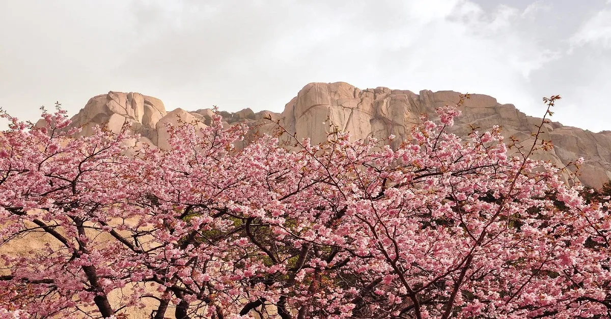 ทัวร์เกาหลี โซล เกาะนามิ ร่วมเทศกาลดอกพ็อดกดบานที่ซอรัคซานและเอเวอร์แลนด์