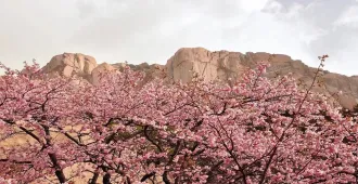 ทัวร์เกาหลี โซล เกาะนามิ ร่วมเทศกาลดอกพ็อดกดบานที่ซอรัคซานและเอเวอร์แลนด์