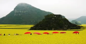 ทัวร์จีน คุนหมิง ซิงยี่ โหลวผิงชมทุ่งดอกมัสตาร์ด (ไม่ลงร้าน)