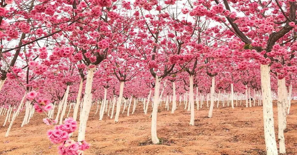 ทัวร์จีน คุนหมิง ต้าหลี่ ลี่เจียง แชงกรีล่า ชมเทศกาลซากุระบาน ณ หุบเขาหยีเหลียง (ไม่ลงร้าน)