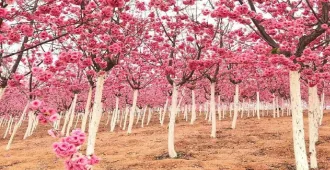 ทัวร์จีน คุนหมิง ต้าหลี่ ลี่เจียง แชงกรีล่า ชมเทศกาลซากุระบาน ณ หุบเขาหยีเหลียง (ไม่ลงร้าน)