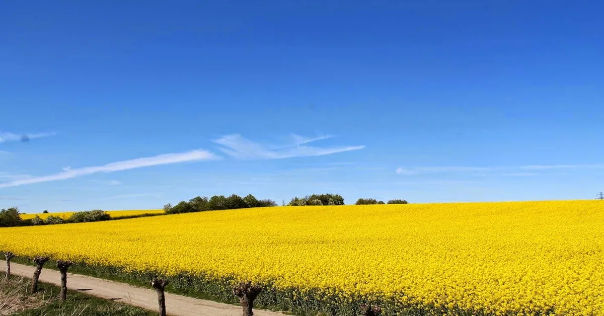 ทัวร์จีน คุนหมิง อี๋เหลียง โหลวผิง หยานหยาง ชมทุ่งดอกเรพซีดและภูเขาหิมะเจียวจื่อ  (ไม่ลงร้าน) 