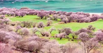 ทัวร์ทิเบต หลินจือ เฉิงตู หุบเขาดอกท้อ ภูเขาศักดิ์สิทธิ์เซ่อจี้ล่า 