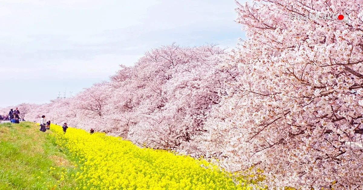 ทัวร์ญี่ปุ่น โตเกียว ฮาเนดะ เทศกาลไฟซากามิโกะ ไซตามะ ชมซากุระ (อิสระ 1 วัน)