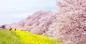 ทัวร์ญี่ปุ่น โตเกียว ฮาเนดะ เทศกาลไฟซากามิโกะ ไซตามะ ชมซากุระ (อิสระ 1 วัน)