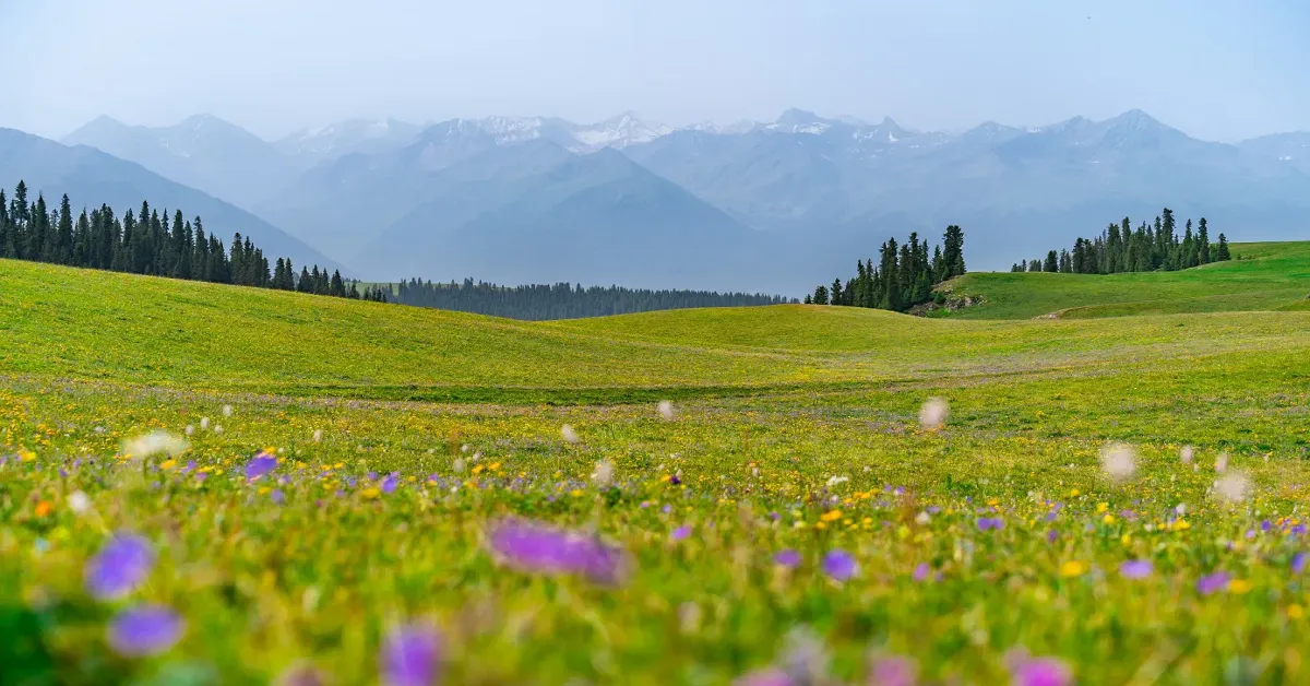 ทัวร์จีน อูรุมฉี ขุยถุน อี้หนิง นาราถี ทุ่งหญ้าคาลาจุ้น ทุ่งลาเวนเดอร์ นั่งรถไฟความเร็วสูง