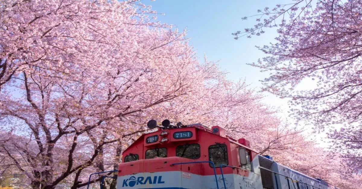 ทัวร์เกาหลี ปูซาน จินแฮ ชมดอกซากุระทางรถไฟคยองฮวา
