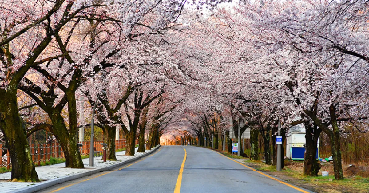 ทัวร์เกาหลี โซล ซอรัค ชมซากุระบานฉ่ำที่ซอรัค เอเวอร์แลนด์ 