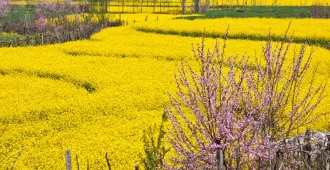 ทัวร์จีน คุนหมิง หลัวผิง ชมทุ่งดอกมัสตาร์ด ซากุระอี้เหลียง ภูเขาหมื่นยอด (ไม่ลงร้าน)