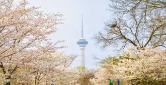 ทัวร์จีน ปักกิ่ง กำแพงเมืองจีน พระราชวังต้องห้าม ชมดอกซากุระ (ไม่ลงร้าน)