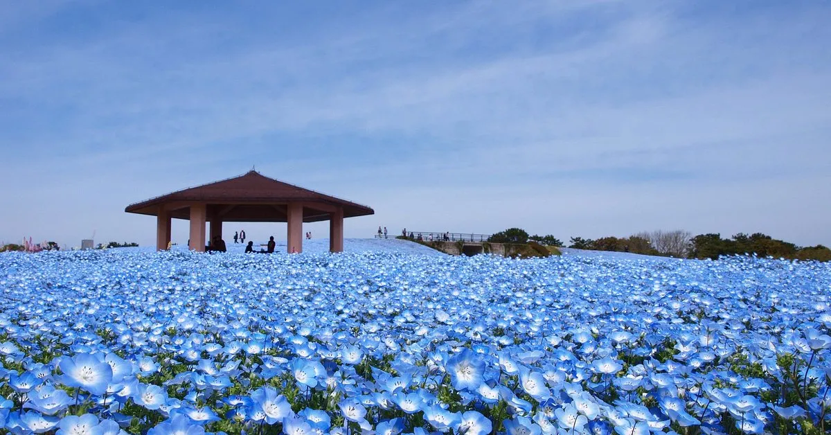 ทัวร์ญี่ปุ่น ฟุกุโอกะ คุมาโมโตะ เบปปุ ยูฟูอิน ทุ่งดอกเนโมฟีล่า (พักออนเซน 1 คืน + อิสระ 1 วัน)