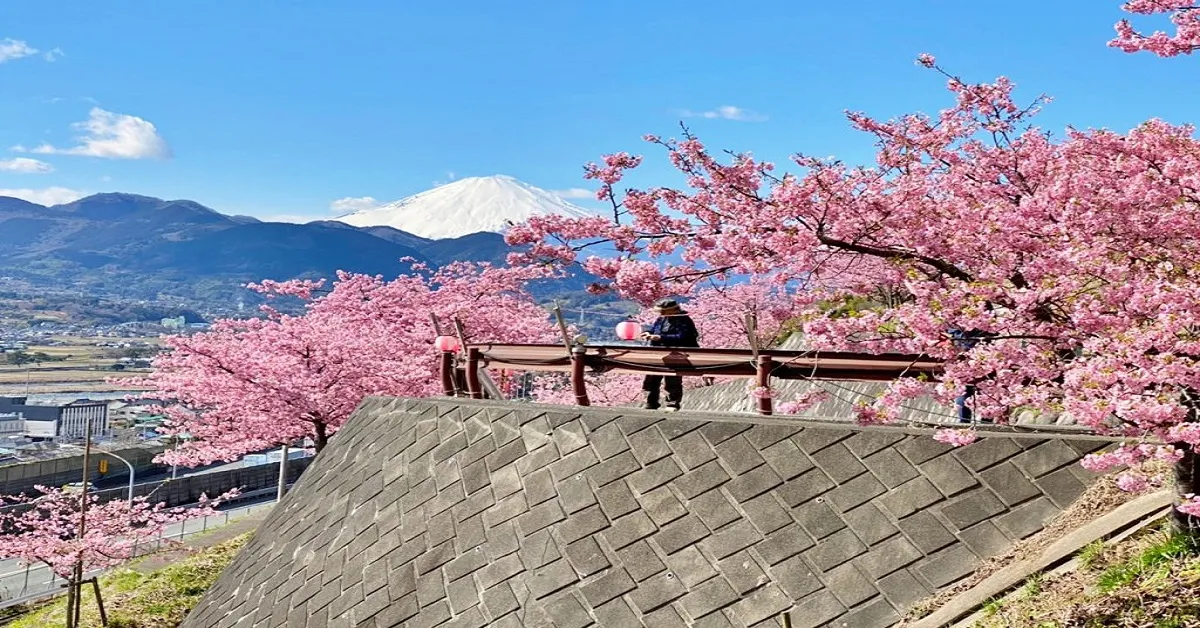 ทัวร์ญี่ปุ่น โตเกียว ฮาโกเน่ นาริตะ มัตสึดะซากุระ ชมซากุระพร้อมวิวภูเขาไฟฟูจิ (อิสระ 1 วัน)