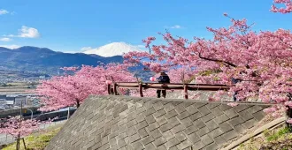 ทัวร์ญี่ปุ่น โตเกียว ฮาโกเน่ นาริตะ มัตสึดะซากุระ ชมซากุระพร้อมวิวภูเขาไฟฟูจิ (อิสระ 1 วัน)