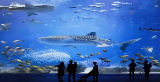 ทัวร์จีน กวางโจว จูไห่ Chimelong Ocean Kingdom (ลงร้าน+รวมบัตรเข้า)