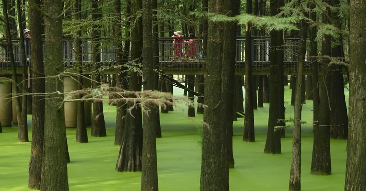 ทัวร์จีน หังโจว หวงซาน จิ่วหัวซาน ป่าในน้ำทะเลสาบชิงซาน (ไม่ลงร้าน)