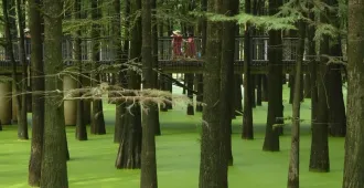 ทัวร์จีน หังโจว หวงซาน จิ่วหัวซาน ป่าในน้ำทะเลสาบชิงซาน (ไม่ลงร้าน)