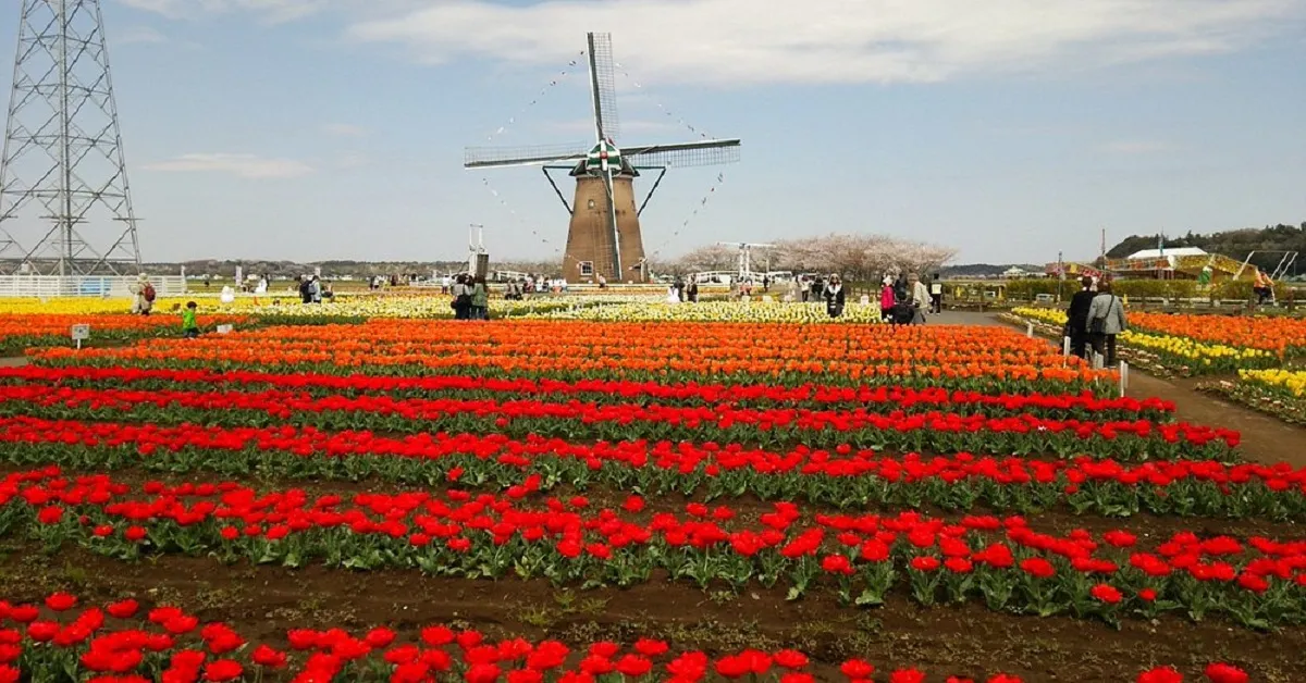 ทัวร์ญี่ปุ่น เรียล เรียล โตเกียว ชมทุ่งทิวลิป สวนซากุระ ฟุรุซาโตะ ภูเขาทาคาโอะ วัดไทเซกิจิ (อิสระ 1 วัน)