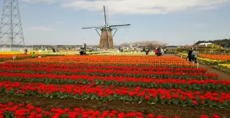 ทัวร์ญี่ปุ่น เรียล เรียล โตเกียว ชมทุ่งทิวลิป สวนซากุระ ฟุรุซาโตะ ภูเขาทาคาโอะ วัดไทเซกิจิ (อิสระ 1 วัน)